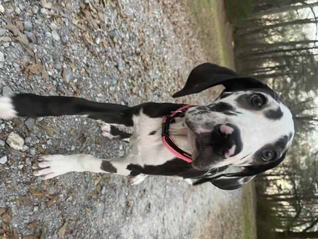 Beaucoup, the black-and-white Great Dane, outdoors