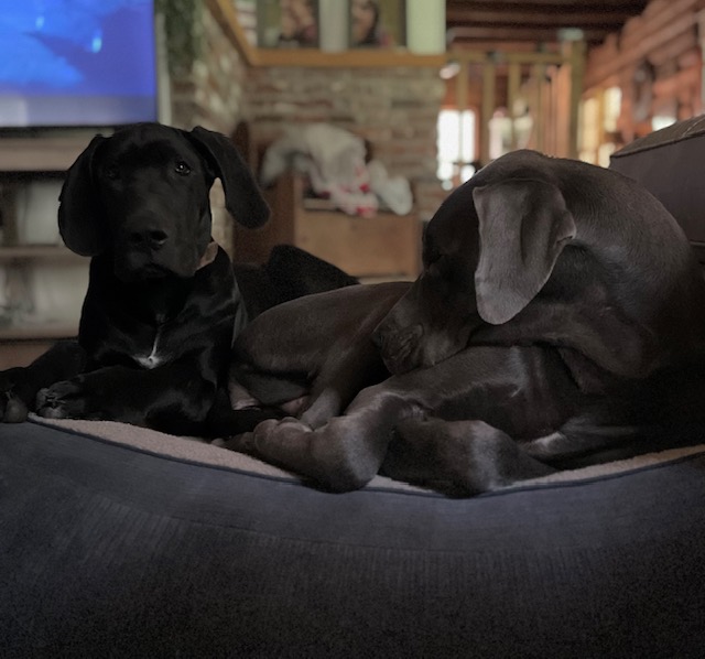 River and Rouge resting together at home