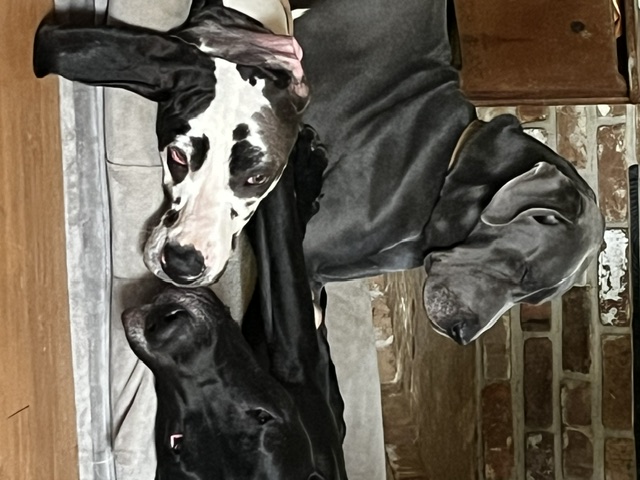 River, Rouge, and Beaucoup, Great Danes, resting together at home.