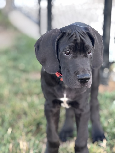 Rouge, the black Great Dane, outdoors